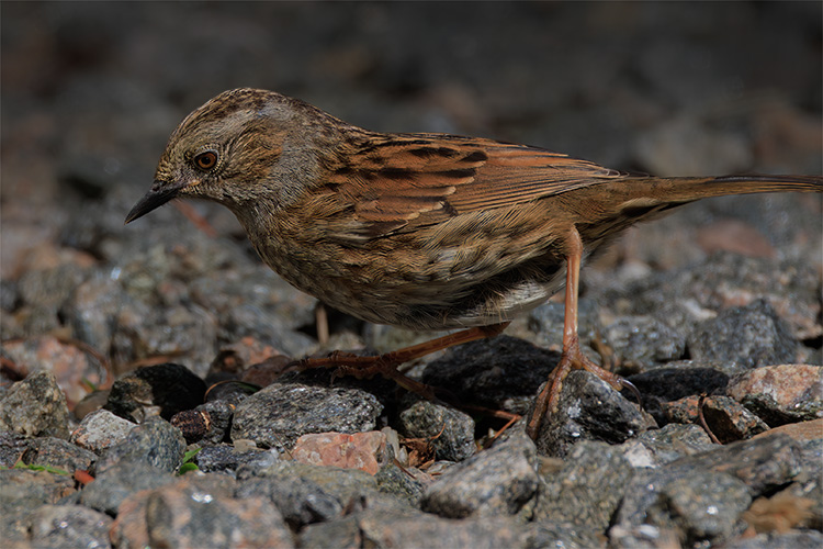 Dunnock Prunella modularis on stones